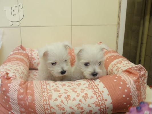 PoulaTo: Westhighland Terrier